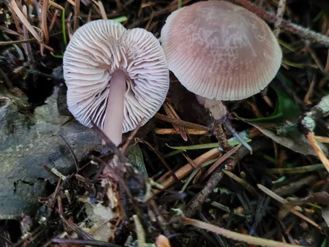 Flockenstieliger Hexen-Milchling (Mycena pura)