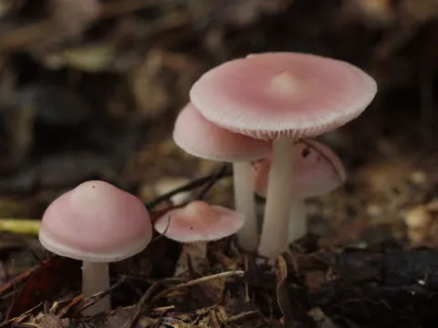 Rosa Rettich-Helmling (Mycena rosea)
