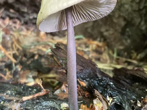 Garlic Parachute (Mycetinis alliaceus)