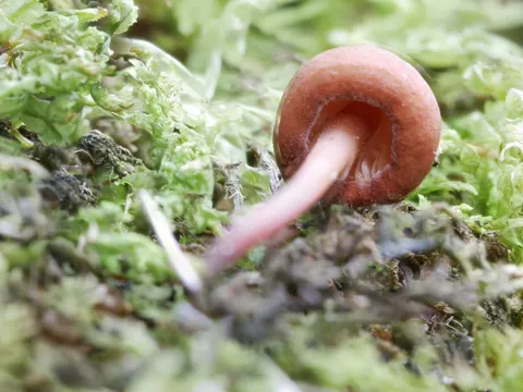 Knoblauchschwindling (Mycetinis scorodonius)
