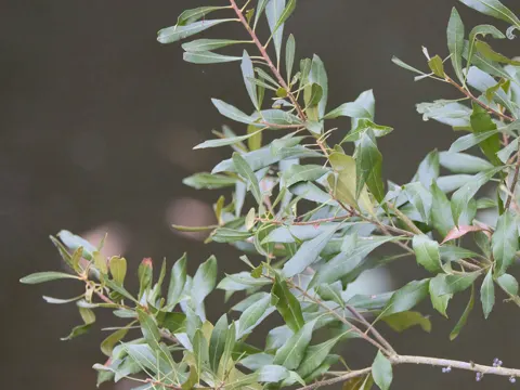 Bayberry (Myrica pensylvanica)