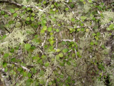 Myrsine divaricata (Myrsine divaricata)