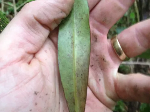 Myrsine salicina (Myrsine salicina)