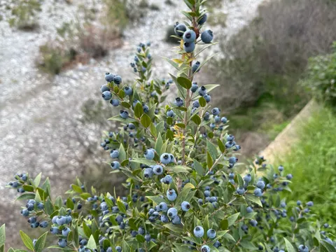 Myrtle