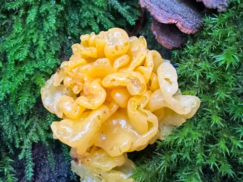 Goldgelber Zitterling