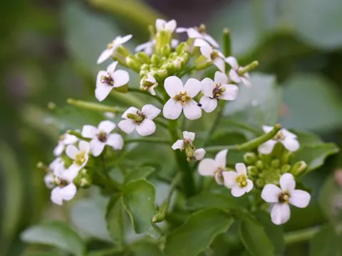 Watercress