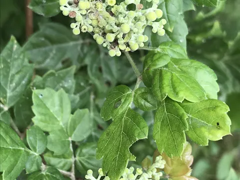 Nekemias arborea (Nekemias arborea)