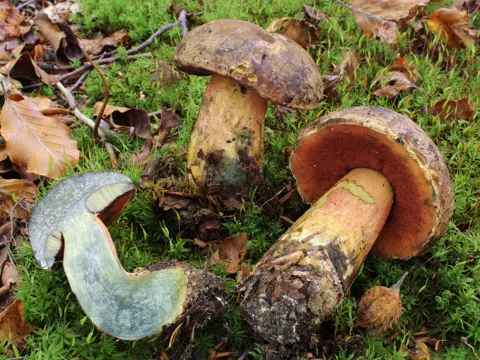 Flockenstieliger Hexen-Röhrling (Neoboletus erythropus)
