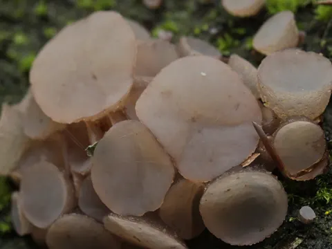 Beech Jelly-disc (Neobulgaria pura)