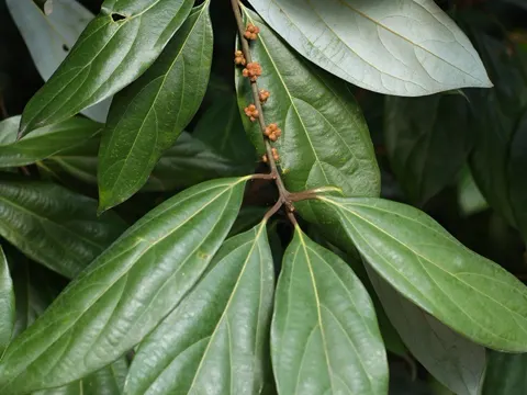 Neolitsea dealbata (Neolitsea dealbata)