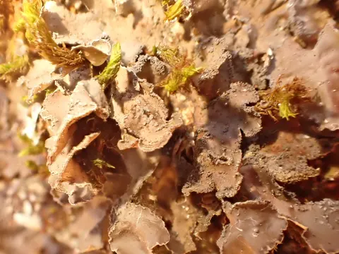 Sorediöse Nierenflechte (Nephroma parile)