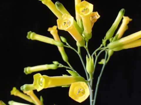 Tabakbaum (Nicotiana glauca)