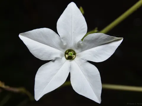 Nicotiana longiflora (Nicotiana longiflora)