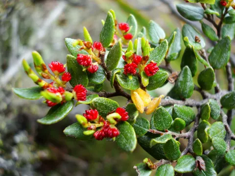 Nothofagus cliffortioides (Nothofagus cliffortioides)
