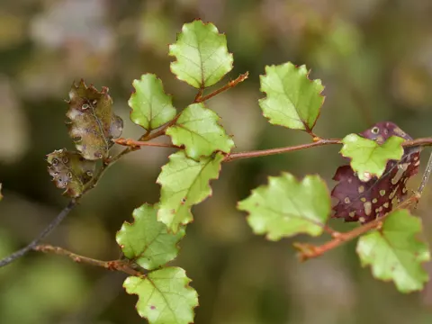 Nothofagus fusca (Nothofagus fusca)