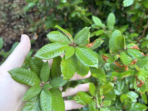 Tanneiche (Notholithocarpus densiflorus)