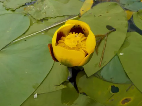 Kleine Seerose