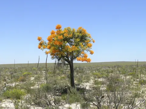 Western Australian Christmas Tree (Nuytsia floribunda)