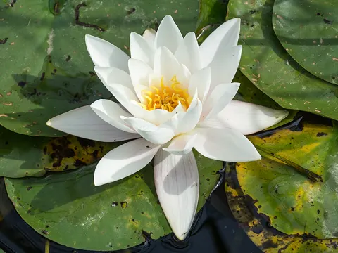 Weiße Seerose