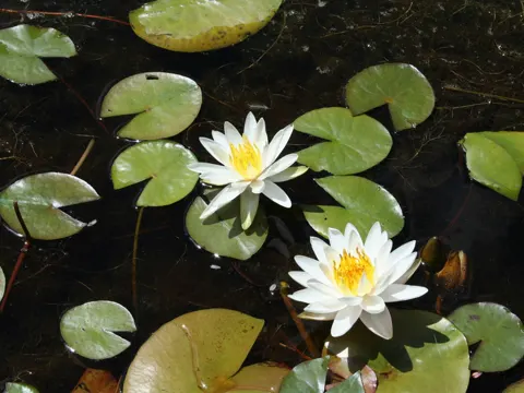 Wohlriechende Seerose