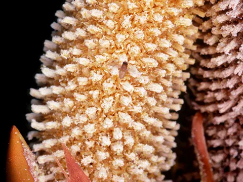 Nippa-Palme (Nypa fruticans)