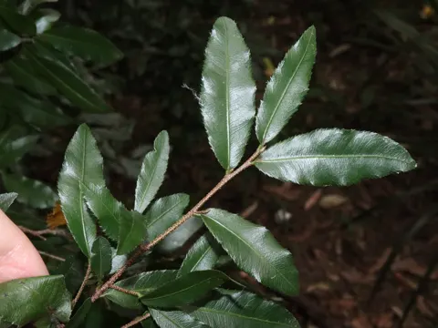 Ochna serrulata (Ochna serrulata)