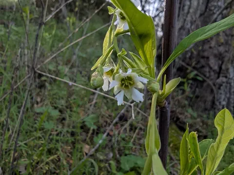 Osoberry (Oemleria cerasiformis)