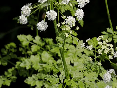 Safranrebendolde (Oenanthe crocata)