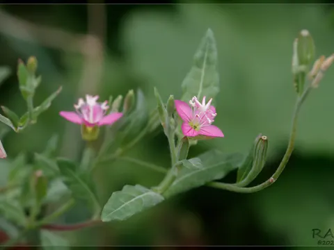 Rosa Nachtkerze
