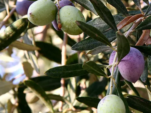 Olive