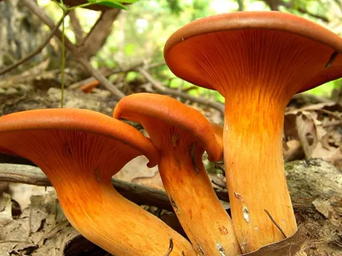 Ölbaum-Hallimasch (Omphalotus illudens)