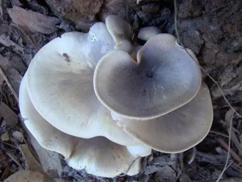 Leuchtpilz (Omphalotus nidiformis)