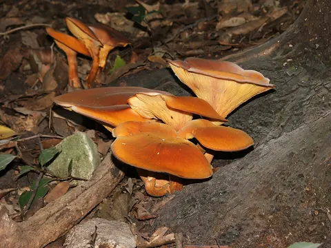 Ölbaumtrichterling (Omphalotus olearius)