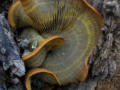 Westlicher Flüchting (Omphalotus olivascens)