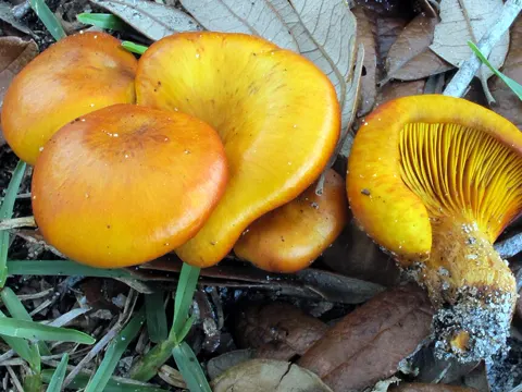 Westlicher Ölbaumpilz (Omphalotus subilludens)