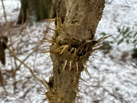Devil's Club (Oplopanax horridus)