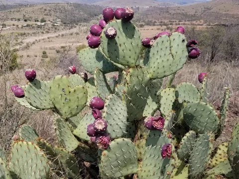 Feigenkaktus (Opuntia engelmannii)