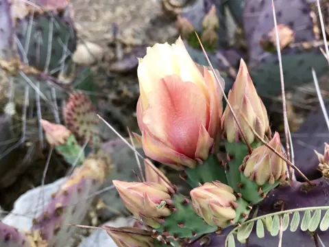 Opuntie (Opuntia macrocentra)