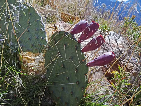 Opuntia macrorhiza (Opuntia macrorhiza)