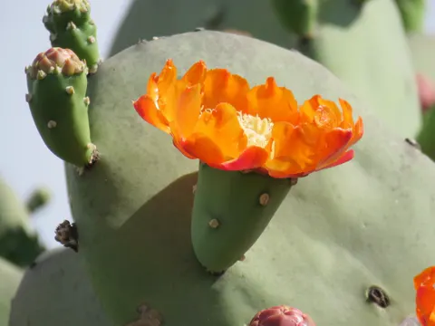 Opuntia quimilo (Opuntia quimilo)