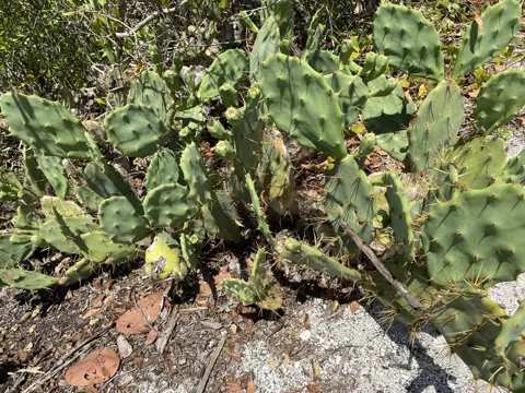 Steifer Feigenkaktus (Opuntia stricta)