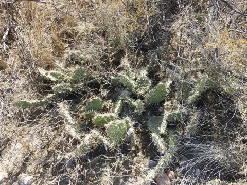 Opuntia sulphurea (Opuntia sulphurea)