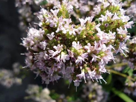 Garten-Majoran (Origanum majorana)