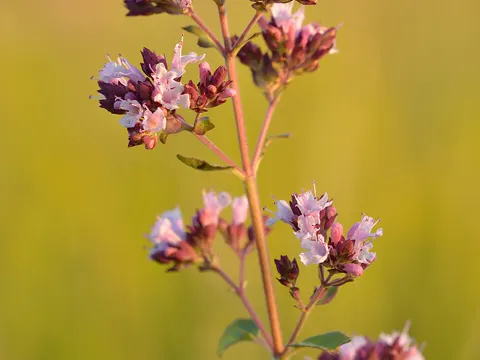 Wild Oregano