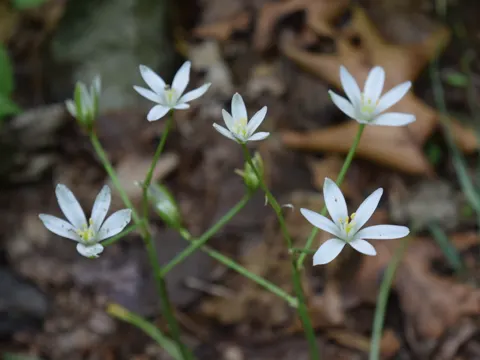 Doldiger Milchstern (Ornithogalum umbellatum)