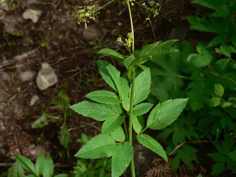 Western Sweet Cicely
