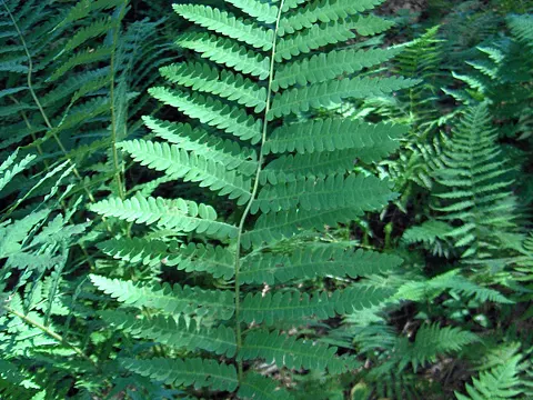 Unterbrochener Königsfarn (Osmunda claytoniana)