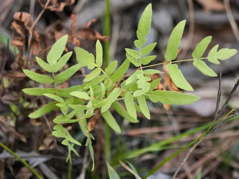 Osmunda spectabilis
