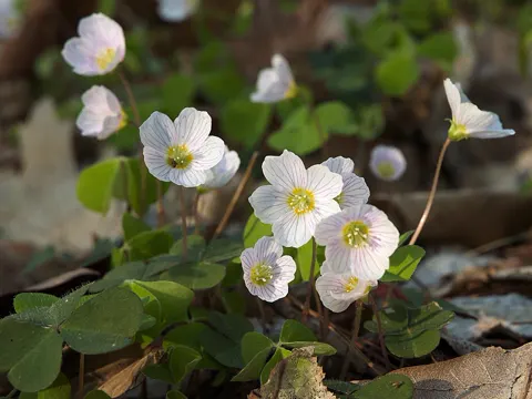 Wood Sorrel
