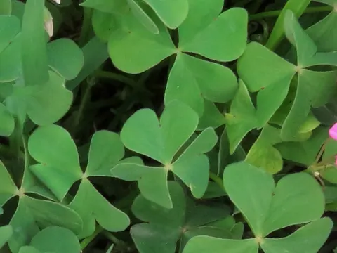 Garten-Sauerklee (Oxalis articulata)